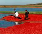 Red sea.jpg