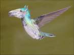 Resize of kolibri.jpg