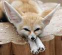 Big ears.jpg