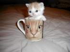What a kitty.jpg