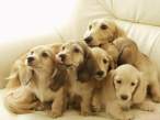 Puppies.jpg