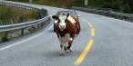 Cow.jpg