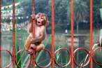 Monkey.jpg
