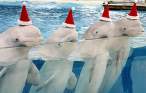 Santa's underwater helpers.jpg