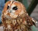 Owl.jpg