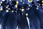Penguins.jpg