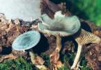 Clitocybe_odora01.jpg