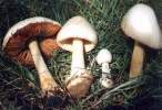 Volvariella_speciosa.JPG