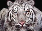 Tiger.jpg