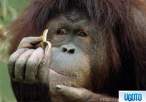you-call-this-a-banana-176.jpg