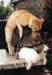 Cat's Orgy.jpg
