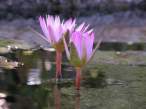 Flowers.jpg