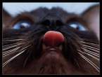 Nose lick.jpg