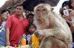 Monkey.jpg