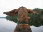 Ears.jpg