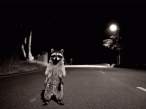Racoon.jpg