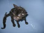 Wet pussy.jpg