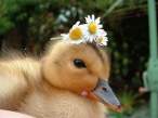 Duck.jpg