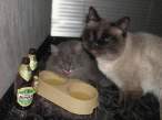 Drinking cats.jpg