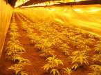 Marihuana1.jpg