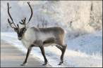 Deer.jpg