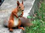 Squirell.jpg
