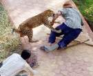 Leopard.jpg