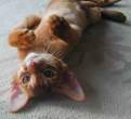 Kitten.jpg