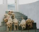 Whole bunch.jpg