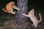 Cat fight.jpg