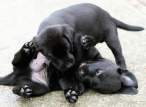 Puppies.jpg