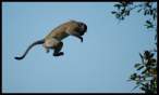 Flying monkey.jpg