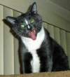 Mad kitty.jpg
