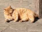 Kitty.jpg