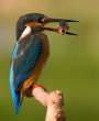 Bird.jpg