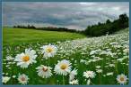 Flowers.jpg