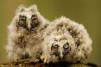 Baby birds.jpg