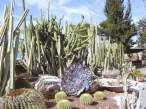 Cactus.jpg