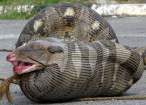 Python eats sheep.jpg