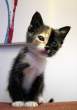 Two Face Kitty.jpg