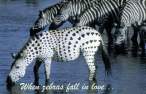 Zebra In Love.jpg