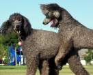 Happy Poodles.jpg