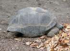 Turtle.jpg