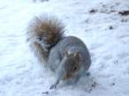Squirell.jpg
