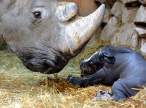 Baby Rhino.jpg