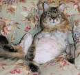 sad_cats_008.jpg
