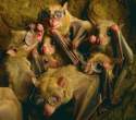 Bats.jpg