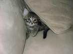 Kitty.jpg