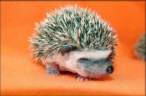 Baby Hedgehog.jpg