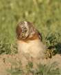 Owl.jpg